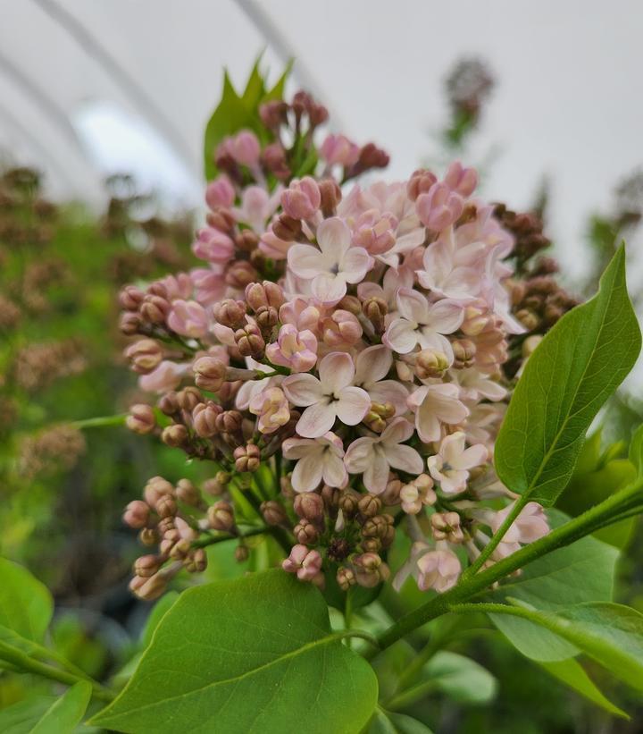 3G Syringa X hyacinthiflora Maidens Blush Maidens Blush Lilac 1006555