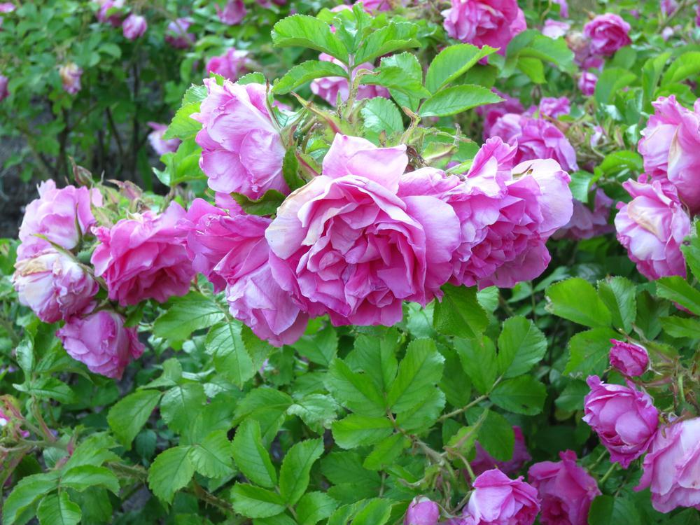 3G Rosa rugosa 'Pink Pavement' Pink Pavement Rose 1001756