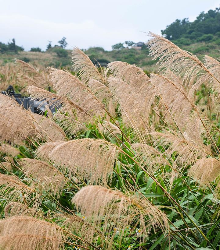 2G Miscanthus sinensis 'Gracillimus' Gracillimus Maiden Grass 1001006