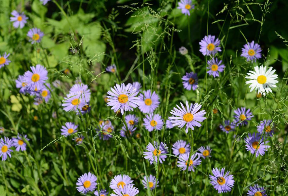 2G Aster 'Woods Purple' Woods Purple Aster (Aster New York) 1002840