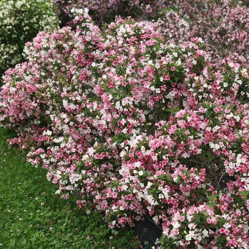 3G Weigela florida 'Czechmate Trilogy' ('VUKOZGemini') Czechmate Trilogy® Weigela 1009451