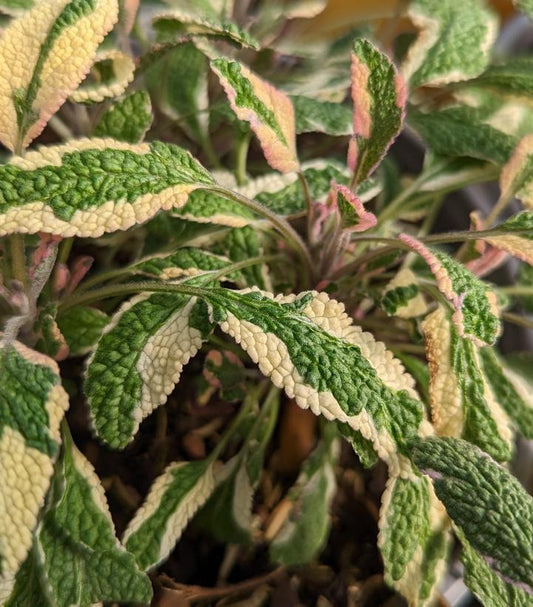 1G SALVIA OFFICINALIS 'Tricolor' Tricolor Sage 1002120