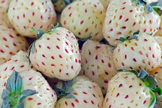 1G Strawberry 'Wonderful Pineberry' Wonderful Pineberry™ Strawberry 1007726