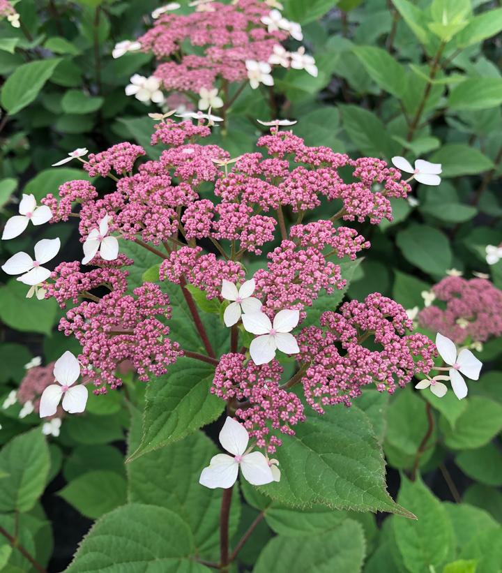 8" Hydrangea arborescens subsp. radiata Invincibelle 'Lace' ('SMNHRLL') Invincibelle Lace®Smooth hydrangea: Patent PP33,290 1014307