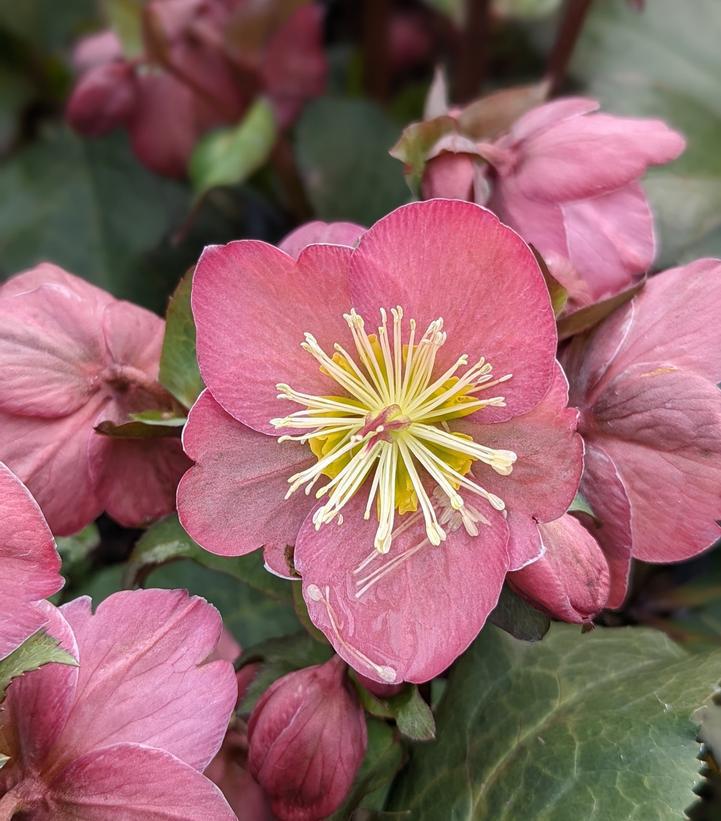 8" HELLEBORUS X FROSTKISS `BAYLI`S BLUSH` 1015386