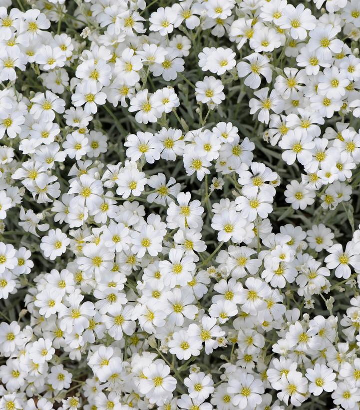 1G Cerastium tomentosum 'YoYo' Yo Yo Snow in Summer 1013686