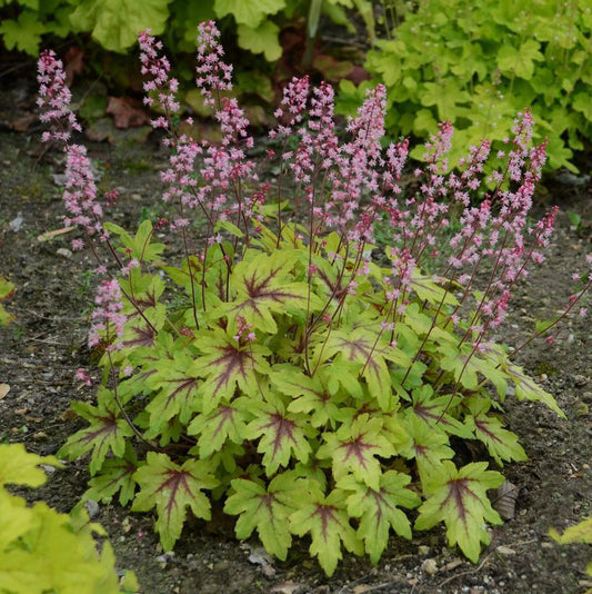 1G Heucherella hybrid Fun and Games® 'Eye Spy' Eye Spy Foamy Bells: Patent PP30,532 1009801