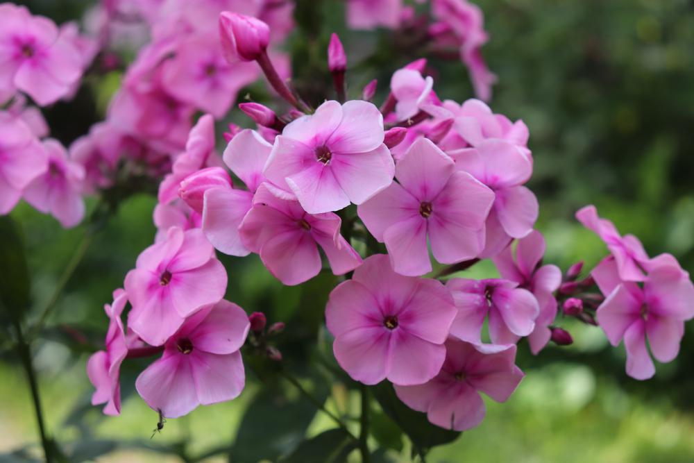 2G Phlox Volcano® 'Pink with Dark Eye' Volcano® Soft Pink with Dark Eye Garden Phlox 1007475