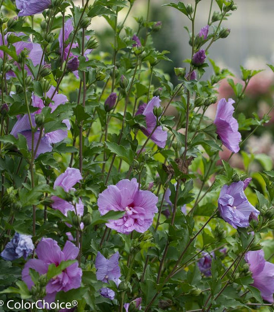 5G Hibiscus syriacus 'Lavender Chiffon' ('Notwoodone') Lavender Chiffon® Rose of Sharon: Patent PP12,619 1004253