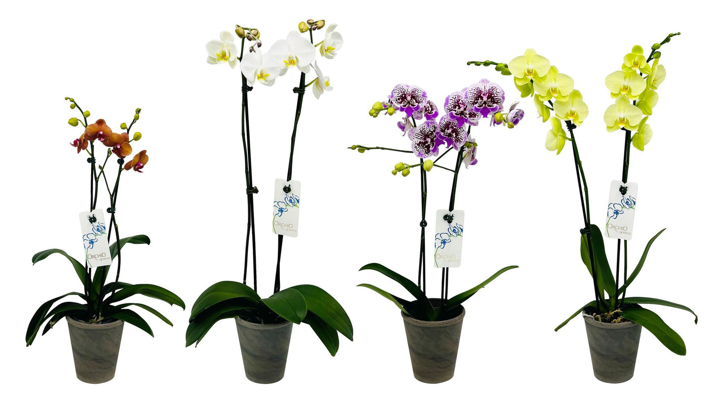 5" Orchid Phalaenopsis 2 stem Ceramic Assorted Color T2678