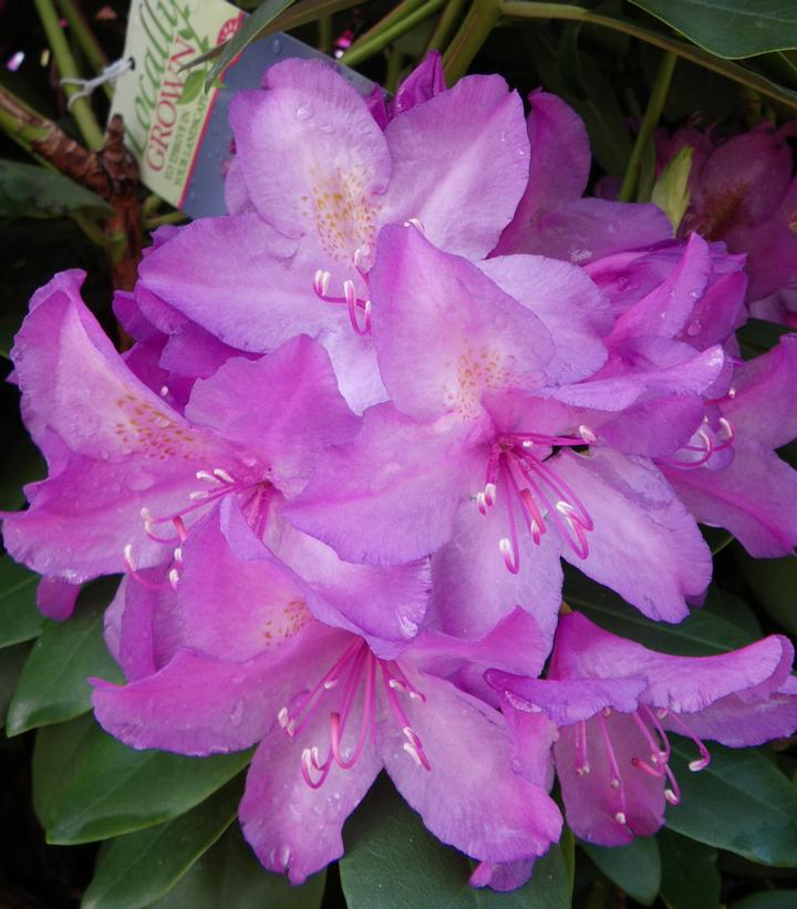 10G RHODODENDRON CAT. `BOURSAULT` Boursault Rhododendron 1000353