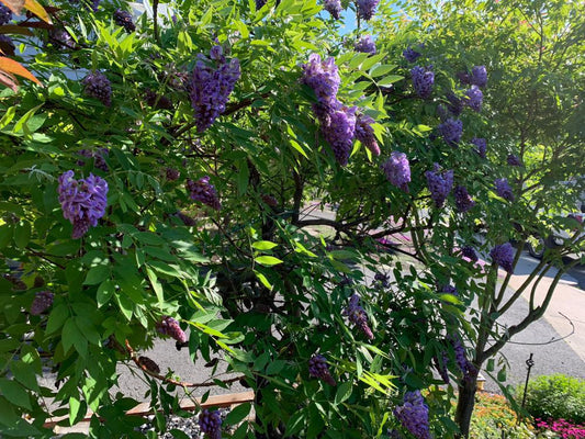 5G Wisteria frut. Amethyst Falls American Wisteria