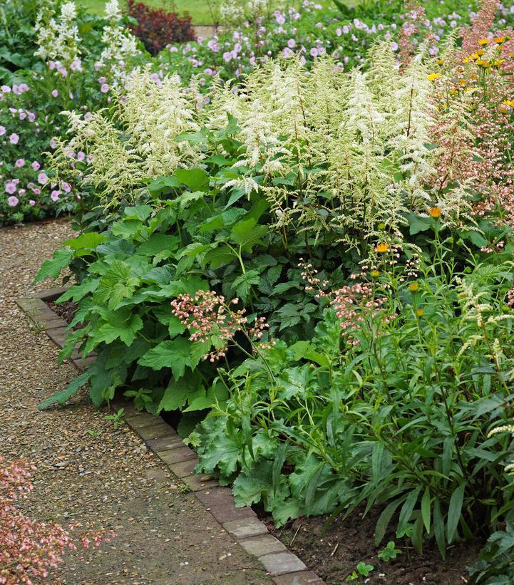 2G Astilbe arendsii 'Bridal Veil' Bridal Veil Astilbe 1000184