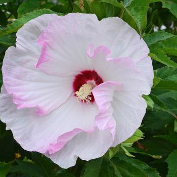 3G Hibiscus hybrid Summerific® 'Ballet Slippers' Ballet Slippers Rose Mallow: Patent PPAF 1009469