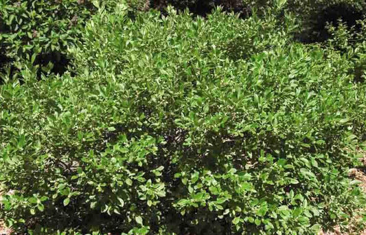 5G ILEX VERT. `JIM DANDY` 1012511