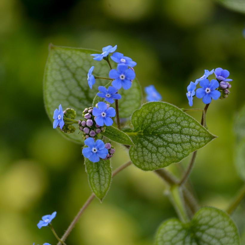 1G Brunnera macrophylla 'Queen of Hearts' Queen of Hearts Heartleaf Brunnera: Patent PPAF 1011639 PRDS