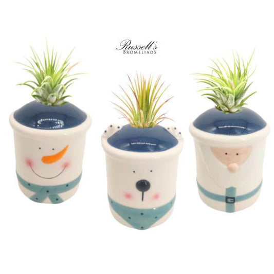 Winter Wonderland Collection with Air Plants FP0157