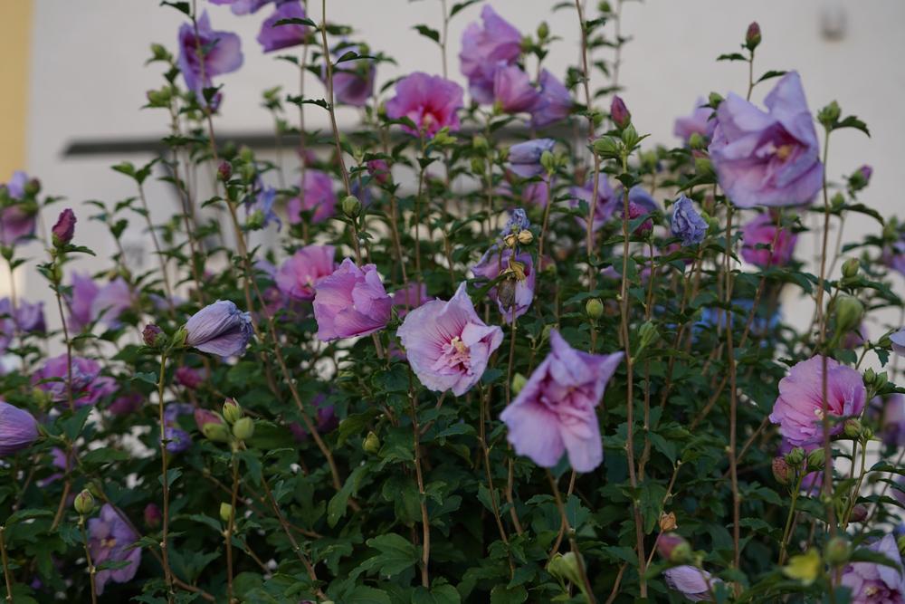 Hibiscus Syriacus #7 'Lavender Chiffon Tree' (Rose of Sharon) 1005721