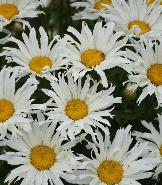 1G Leucanthemum Amazing Daisies® 'Spun Silk' Spun Silk Shasta Daisy 1012906