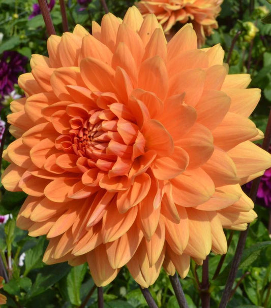 12" Dahlia 'Renate Tozio' Renate Tozio Dahlia (ORANGE) 1014611