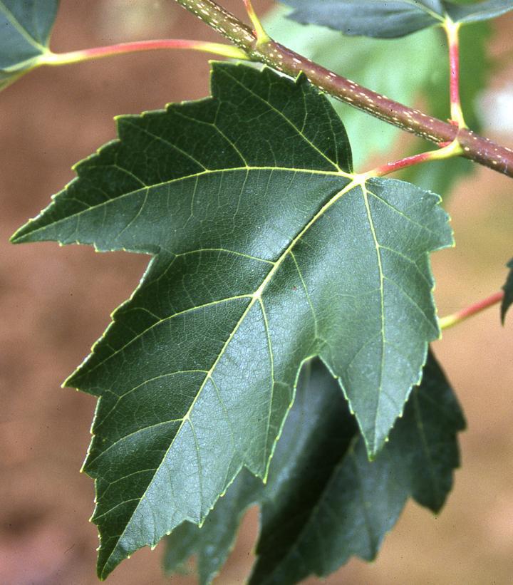 15G Acer Rubrum Red Sunset Red Maple ('Franks Red') Red Sunset® Red Maple