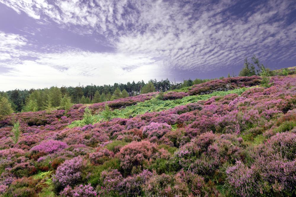 1G Calluna 'County Wicklow' County Wicklow Heather 1000994