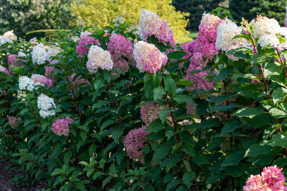 3G Hydrangea pan. 'Vanilla Strawberry' ('Renhy') Vanilla Strawberry™ Panicle Hydrangea: Patent PP20,670 1005271