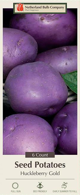 Huckleberry Gold 6 Seed Potatoes P-30