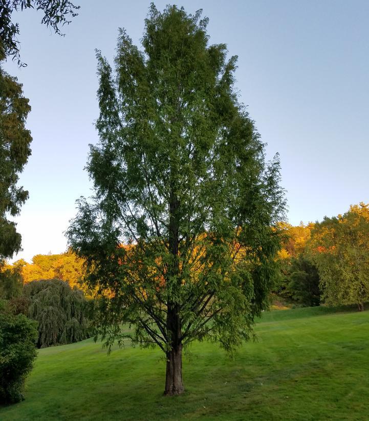 3G  METASEQUOIA GLYPTOSTROBOIDES 'Dawn Redwood' 1001489