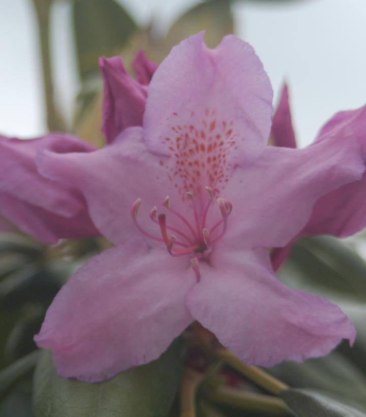 10G RHODODENDRON CAT. `BOURSAULT` Boursault Rhododendron 1000353