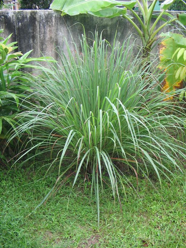 1G CYMBOPOGON CITRATUS- LEMONGRASS 1002097