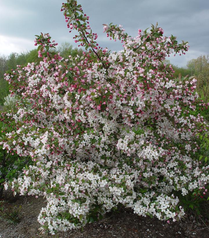 Malus ;Sargentii' Sargent Crabapple