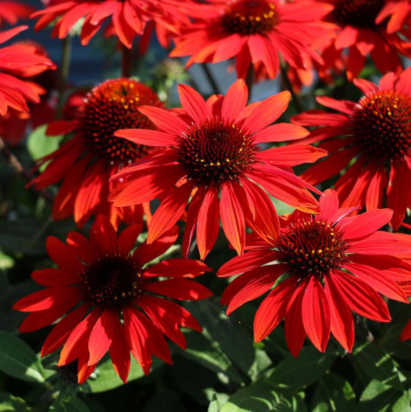 1G Echinacea Sombrero 'Sangrita' ('Balsomanita') Sangrita Sombrero® Coneflower: Patent PPAF 1013372