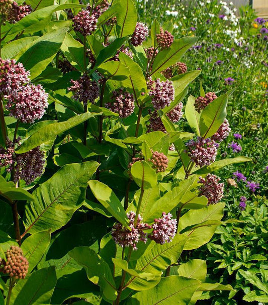 1G Asclepias syriaca Common Milkweed 1009510