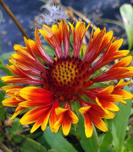 8" Gaillardia Spintop 'Copper Sun' Spintop™ Copper Sun Blanketflower: Patent PP32,215 1012643