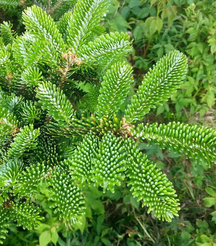 2G Abies Fraseri - Fraser Fir - 1020423