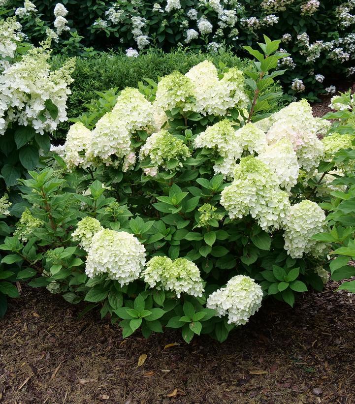 8" Hydrangea pan. 'Little Lime Punch' ('SMNHPH') Little Lime Punch® Panicle Hydrangea: Patent PP33207 1014146