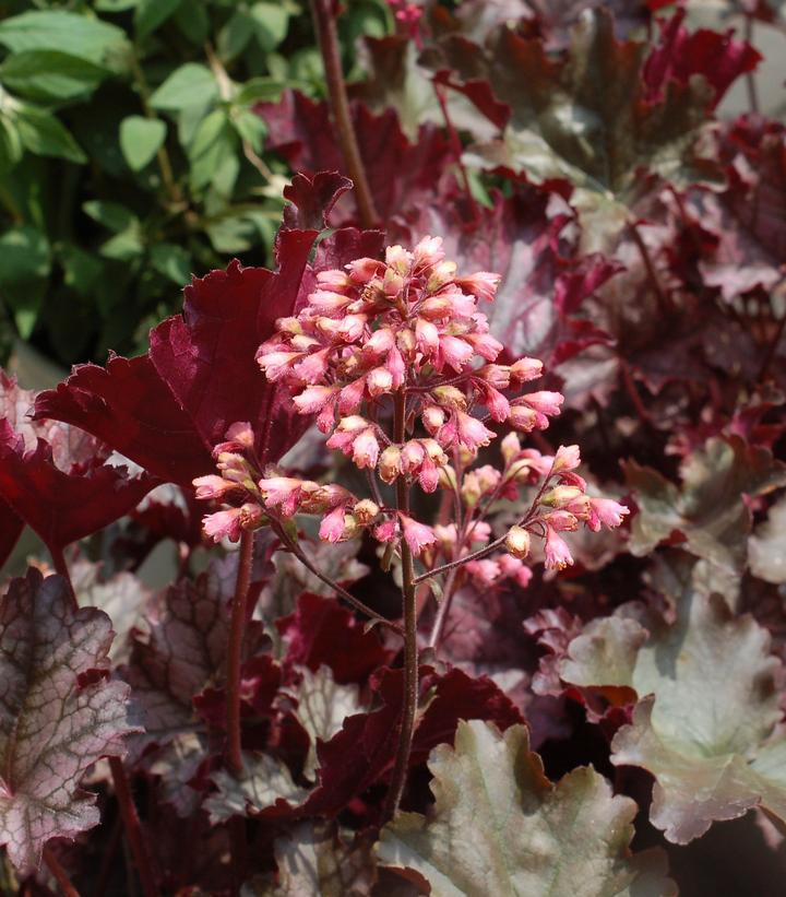 1G Heuchera 'Plum Pudding' Plum Pudding Coral Bells 1002763