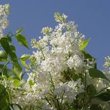 3G Syringa x hyacinthiflora 'Angel White' Angel White Lilac 1004930