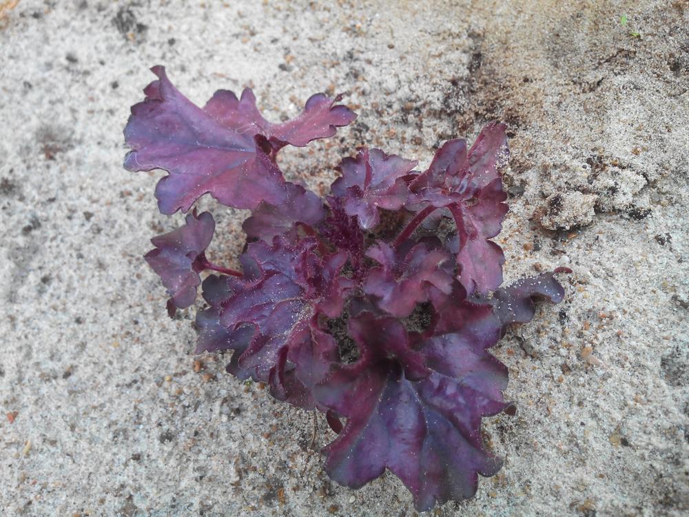 8" PT Heuchera x Forever® Purple ('TNHEUFP') Forever® Purple Coral Bells: Patent PP26,358 1010865