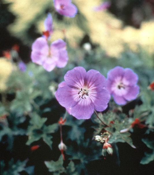 1G Geranium 'Rozanne' Rozanne Cranesbill Geranium: Patent PP12,175 1002259