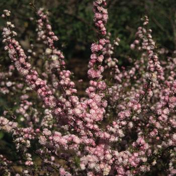 3G PRUNUS GLANDULOSA `ROSEA` (Dwarf Flowering Almond) Pink Flowering Almond 1000146