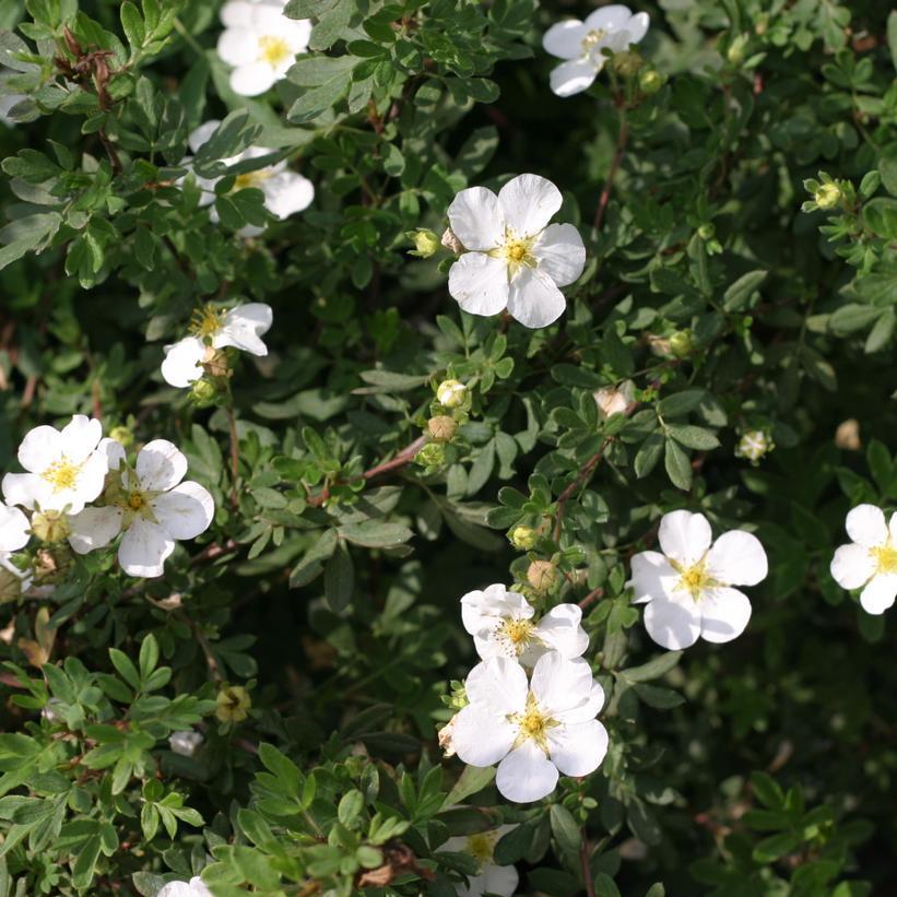 3G Potentilla fruticosa 'Happy Face White' ('Happy Face®') Happy Face® White Cinquefoil 1006460