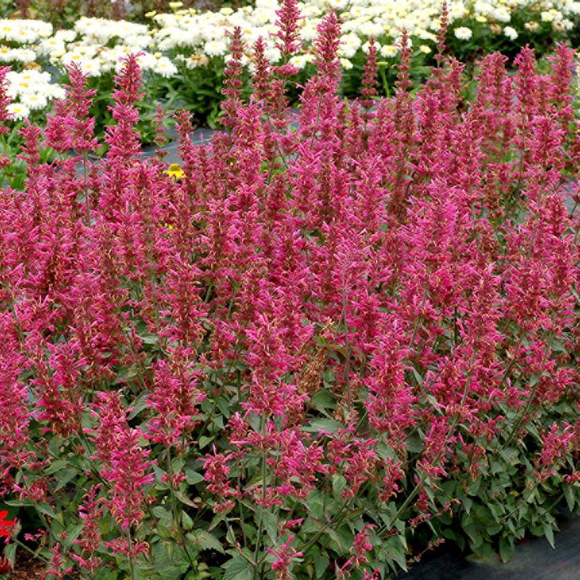 1G Agastache 'Morello' Morello Hummingbird Mint: Patent PP29,527 (Hummingbird Mint, Hyssops) 1011903