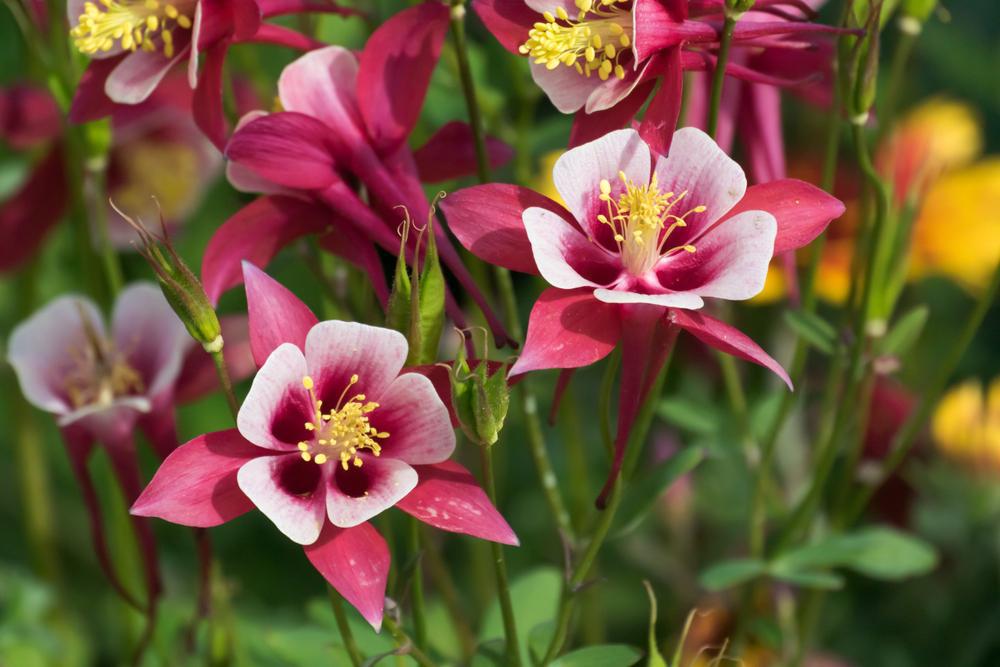 1G Aquilegia x Earlybird™ Red White ('PAS1258484') Earlybird™ Red White Columbine 1015067