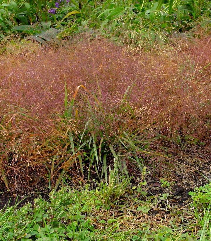 1G Eragrostis spectabilis Purple Lovegrass 1005660