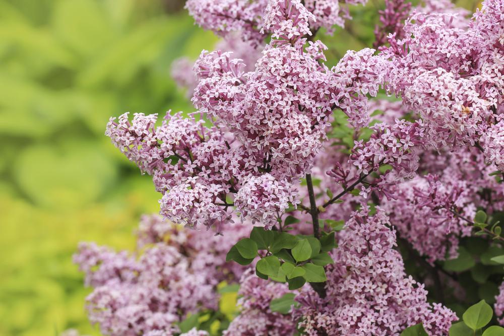 7G SYRINGA MEYERI `PALIBIN Lilac` -  TREE Dwarf Korean Lilac 1002324