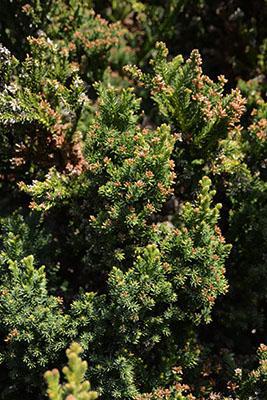 5G Cryptomeria japonica 'Black Dragon' Black Dragon Japanese Cedar