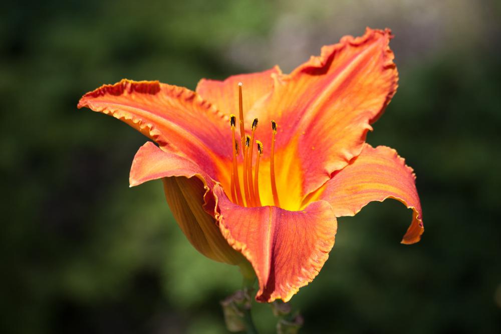 1G Hemerocallis 'Alabama Jubilee' Alabama Jubilee Daylily 1013240