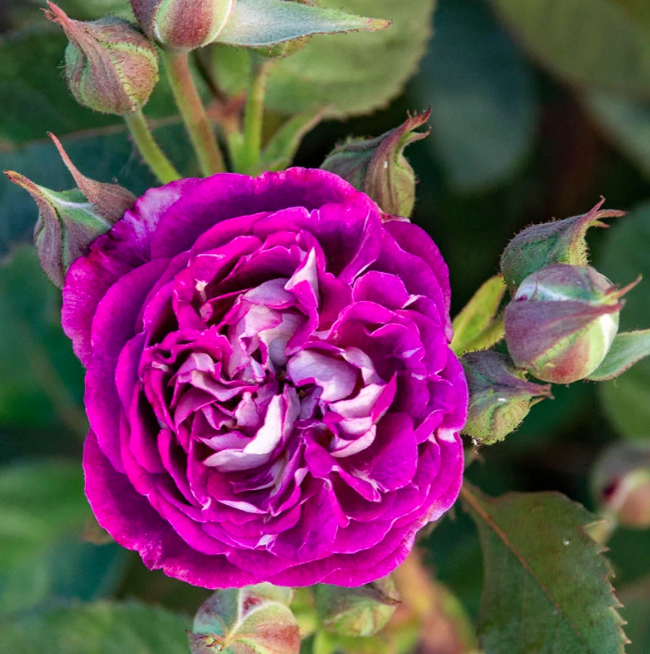 Rose Bushes